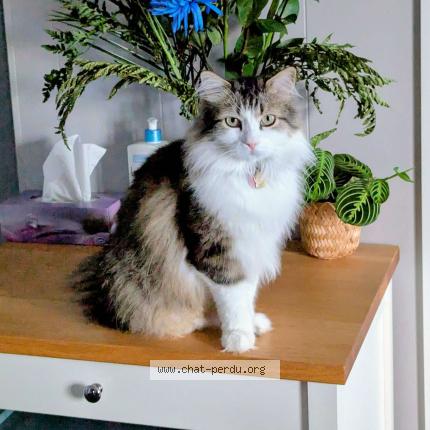 Foto 1/1 Poki Chat perdido en St remi