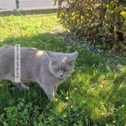 Foto 1/1 Grisou Chat perdido en Habsheim