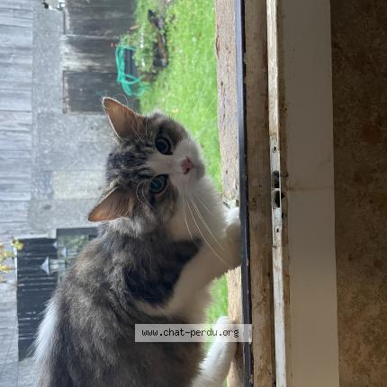 Foto 1/1 Gato encontrado Encontrado en Vitrac