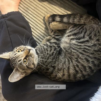 Foto 1/1 Gato encontrado Encontrado en Riverside