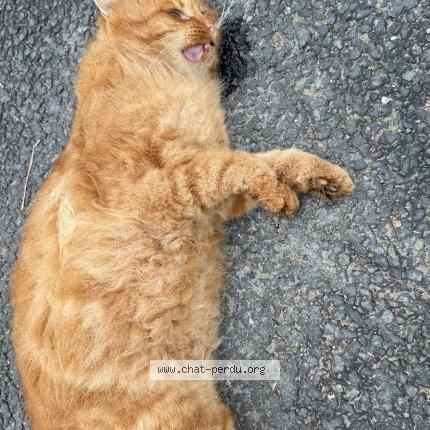 Foto 1/1 Gato encontrado Encontrado en Champtoce sur loire