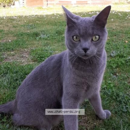 Foto 1/1 TOSCA Chat perdido en Dontreix