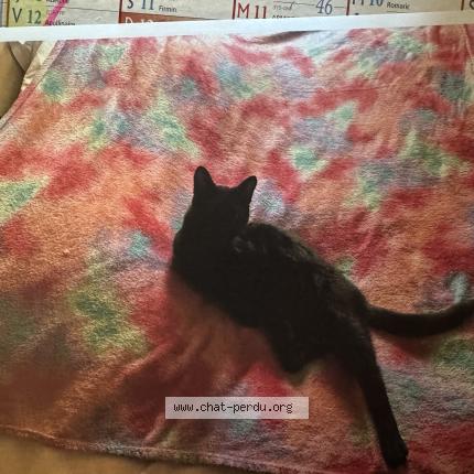 Foto 1/2 MINETTE Chat perdido en Saint lambert des bois