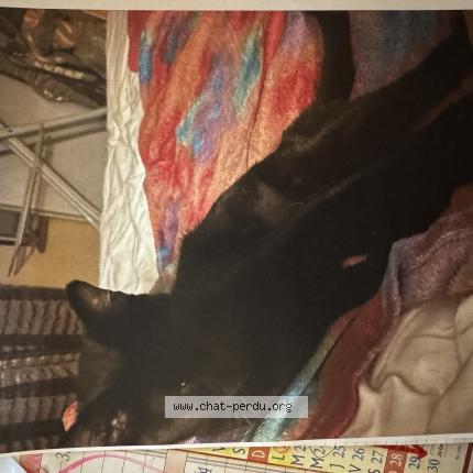 Foto 2/2 MINETTE Chat perdido en Saint lambert des bois