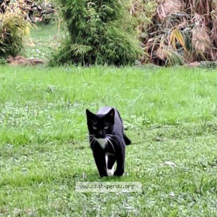 Foto 1/1 YOSHI Chat perdido en Gaillac