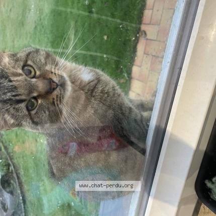 Foto 1/1 Gato encontrado Encontrado en Luisant