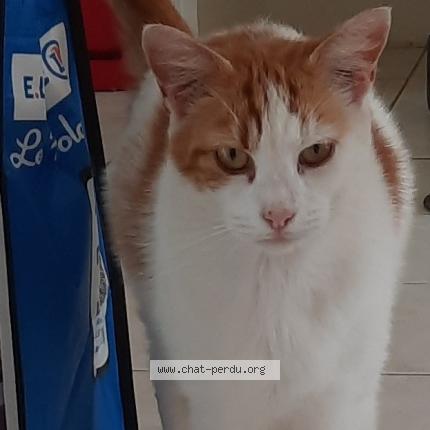 Foto 1/1 Polo Chat perdido en Treflaouenan