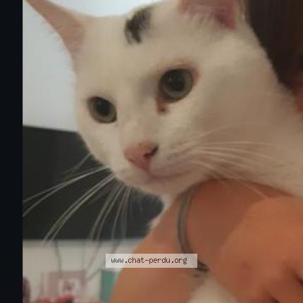 Foto 1/1 Bambi Chat perdido en Vonnas