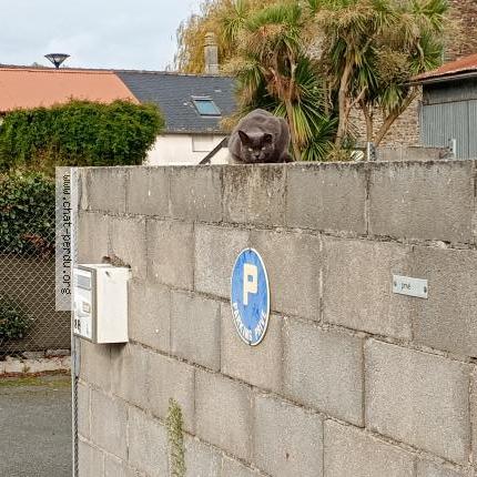 Foto 1/1 Gato encontrado Encontrado en Saint benoit des ondes