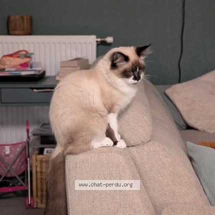 Foto 1/1 Gato encontrado Perdido en Merville