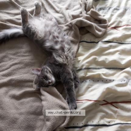 Foto 1/1 grizou Chat perdido en Margency