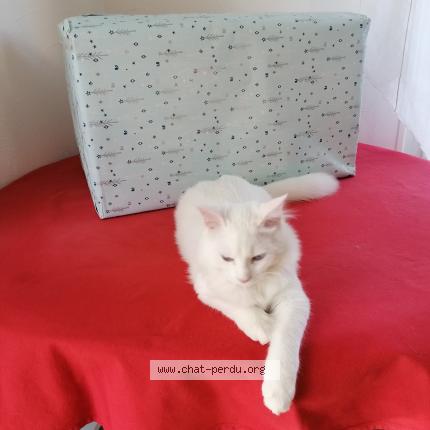 Foto 1/1 BIANCA Chat perdido en Dompierre
