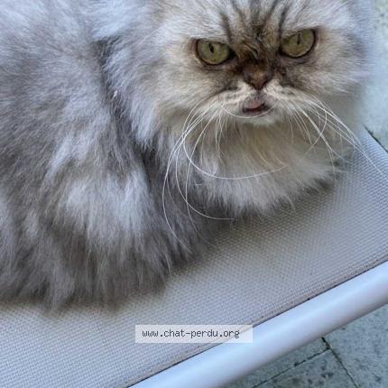 Foto 1/1 Beuheur Chat perdido en Tours