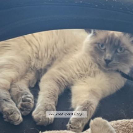 Foto 1/1 Azymondias Chat perdido en Richemont