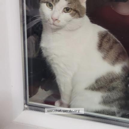 Foto 1/1 Gato encontrado Encontrado en Sivry courtry