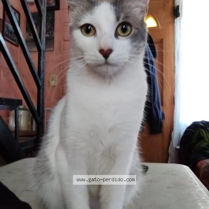 Foto 1/1 Kitty Chat perdido en Santiago