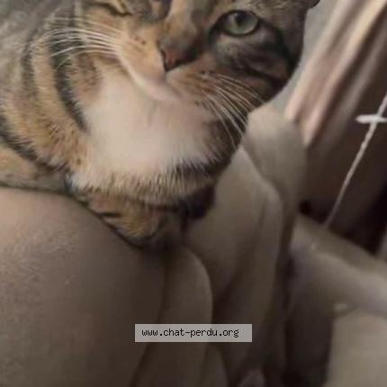 Foto 1/1 KIKI Chat perdido en Paris