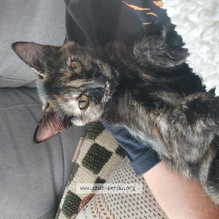 Foto 1/1 Moka Chat perdido en Toulouse