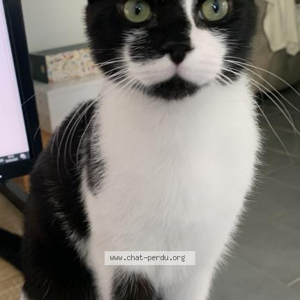 Foto 1/1 Micha Chat perdido en Herouville en vexin