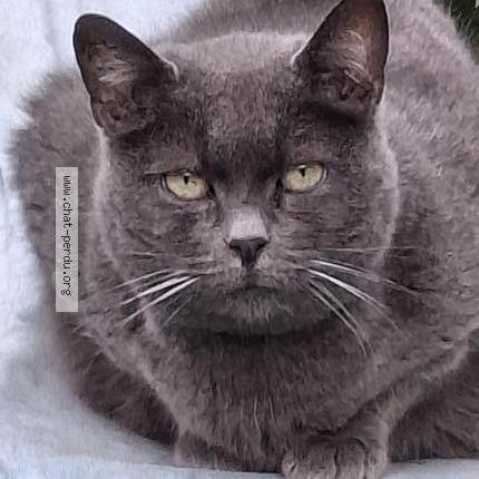 Foto 1/1 Gato encontrado Encontrado en Saint germain sur morin