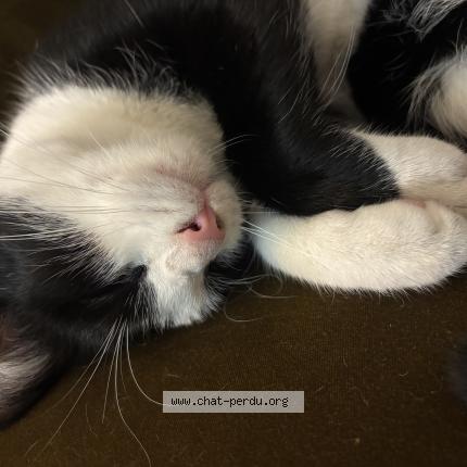 Foto 1/1 Raoul Chat perdido en Lille