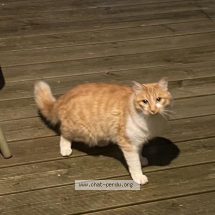 Foto 1/1 Gato encontrado Encontrado en La tronche