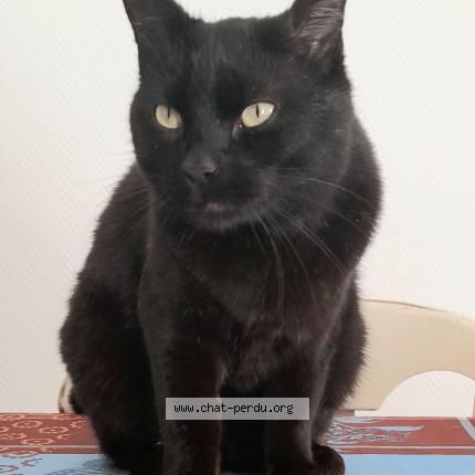 Foto 1/1 Winston Chat perdido en Bronvaux