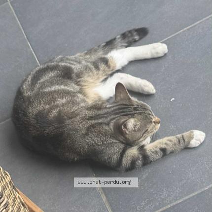 Foto 1/1 Ketty Chat perdido en Fosses la ville