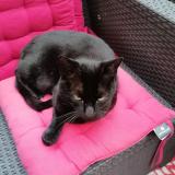 Foto del gato perdido en Saint Coulomb