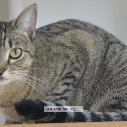 Foto 1/1 Auggie Chat perdido en Richmond