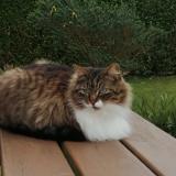 Foto del gato perdido en Plounevez Lochrist