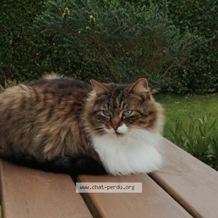 Foto 1/1 Pooki Chat perdido en Plounevez lochrist