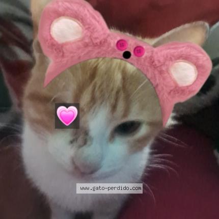 Foto 1/1 Mila Chat perdido en Paraguay