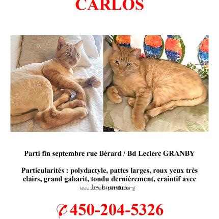 Foto 1/1 Carlos Chat perdido en Granby