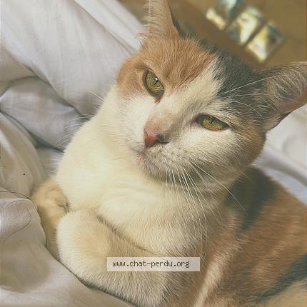 Foto 1/2 Biscotte Chat perdido en Borderes