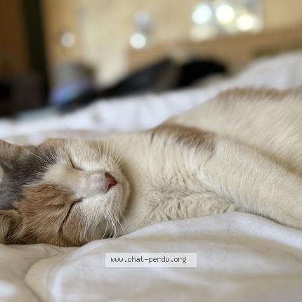 Foto 2/2 Biscotte Chat perdido en Borderes