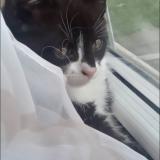 Foto del gato perdido en Ny