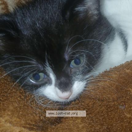 Foto 1/1 Molly Chat perdido en Ny