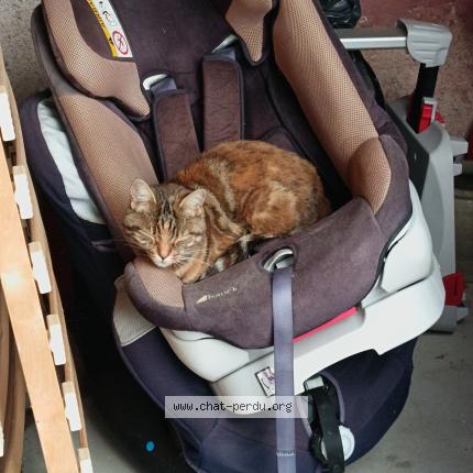 Foto 1/1 Gato encontrado Encontrado en Montbrison