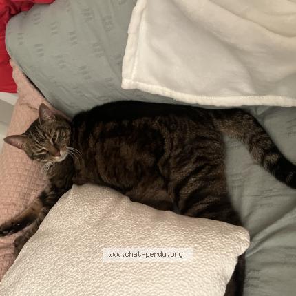 Foto 1/1 Gato encontrado Encontrado en Asnieres sur seine