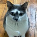 Foto del gato perdido en Saint Denis