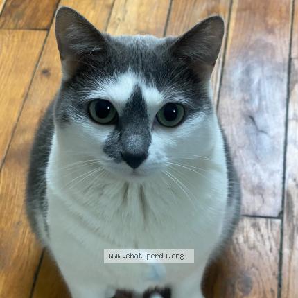 Foto 1/1 Honey Chat perdido en Saint denis