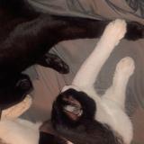 Foto del gato perdido en Wilsonville