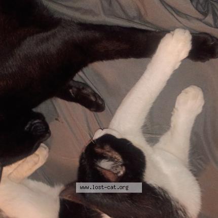 Foto 1/1 Jacob S Nickerson Chat perdido en Wilsonville