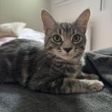 Foto del gato perdido en Toulouse