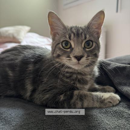 Foto 1/1 MOWGLI Chat perdido en Toulouse