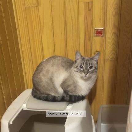 Foto 1/1 Caramelle Chat perdido en Nimes