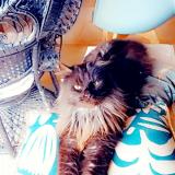 Foto del gato perdido en Livron Sur Drome