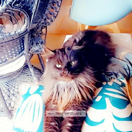 Foto 1/1 REBEL Chat perdido en Livron sur drome