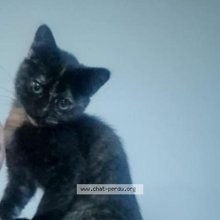 Foto 1/1 Karma Chat perdido en Harfleur